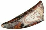 Dinosaur-Eating Crocodile (Sarcosuchus) Tooth - Niger #241066-1